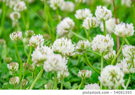 白色三葉草從側面 54081393
