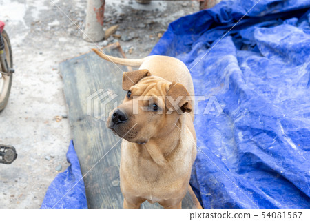 狗狗 Dog 犬 流浪狗 Stray dog 野良犬 可愛小狗 Street Dog 浪浪 54081567