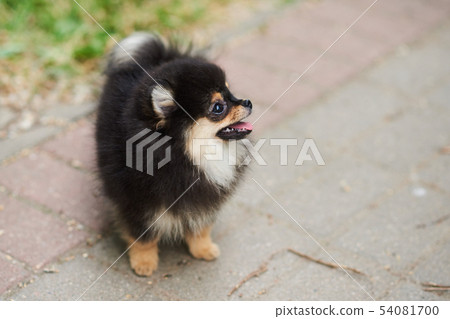 Dark cute puppy Spitz on the street. Dark cute puppy Spitz on the street. 54081700