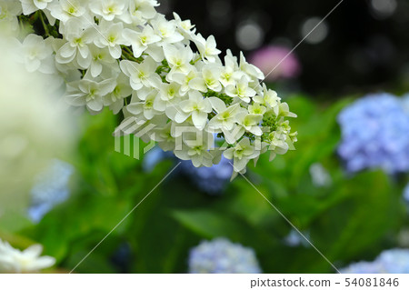 Kashiwaba繡球花 Kashiwaba繡球花 54081846