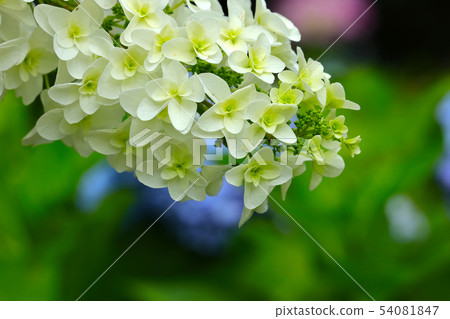 Kashiwaba Hydrangea Kashiwaba Hydrangea 54081847
