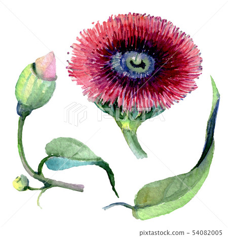 Red eucaliptus floral botanical flowers. Watercolor background set. Isolated eucaliptus illustration Red eucaliptus floral botanical flowers. Watercolor background set. Isolated eucaliptus illustration 54082005