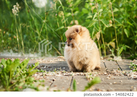 Cute puppy cream Pomeranian on the street.  54082422