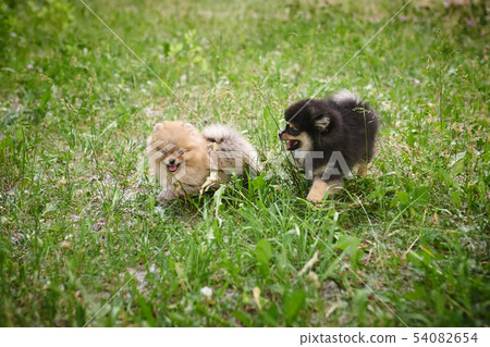 Pomeranian puppies playing in the street 54082654