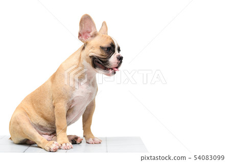 cute french bulldog sitting on table isolated cute french bulldog sitting on table isolated 54083099