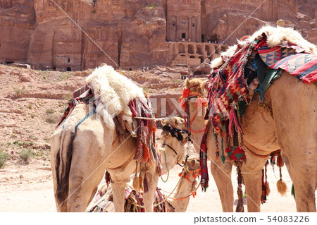 Petra camel Petra camel 54083226