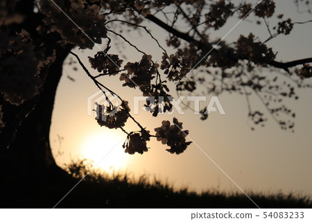 Cherry blossoms and sunsets Cherry blossoms and sunsets 54083233