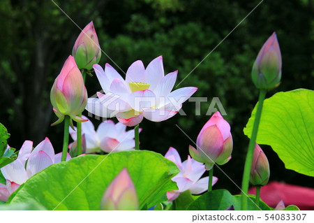 Lotus flower Lotus flower 54083307