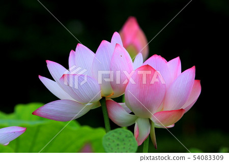 Lotus flower Lotus flower 54083309