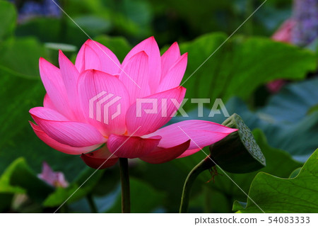 蓮花 蓮花 54083333