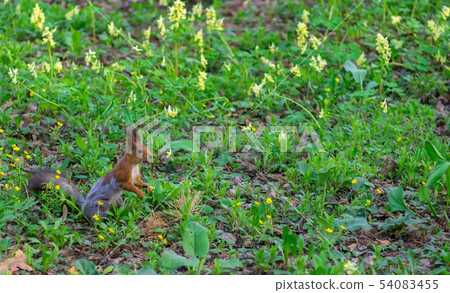 Brown squirrel changes fur from winter to summer 54083455