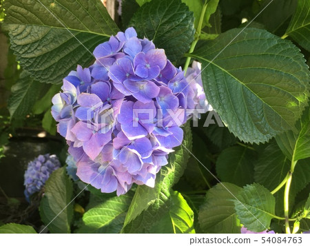 繡球花1 54084763