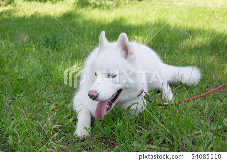 White siberian husky is lying on a green grass. White siberian husky is lying on a green grass. 54085110