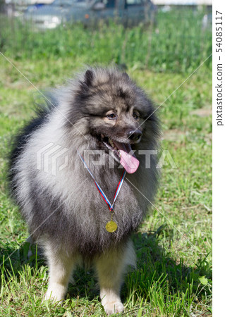 Deutscher wolfspitz with his reward. Pet animals. Deutscher wolfspitz with his reward. Pet animals. 54085117