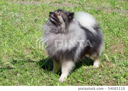 Deutscher wolfspitz is standing on spring meadow. Deutscher wolfspitz is standing on spring meadow. 54085118