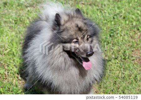 Deutscher wolfspitz is standing on a green meadow. 54085119
