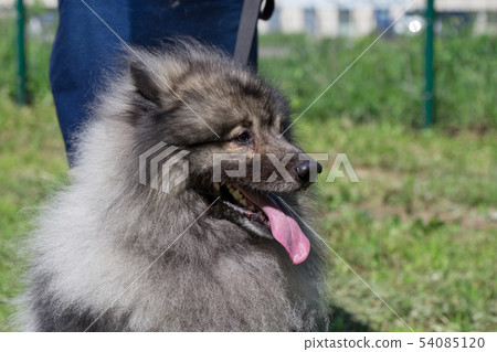 Deutscher wolfspitz on green meadow with his owner Deutscher wolfspitz on green meadow with his owner 54085120