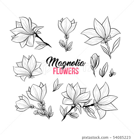 Magnolia flowers hand drawn illustrations set - Stock Illustration ...