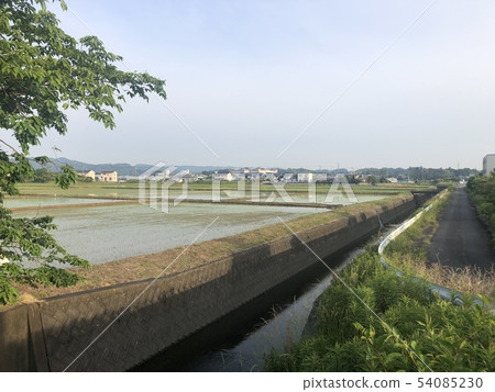 稻田 稻田 54085230