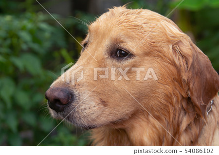 Close-up portrait of face Golden Retriever 54086102