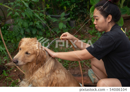 Bathing dog, A woman is bathing for her dog golden 54086104