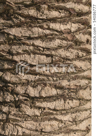 Close up of the bark of a palm tree Close up of the bark of a palm tree 54086777