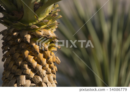 Close up photo of palm tree bark. blurred background Close up photo of palm tree bark. blurred background 54086779