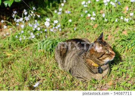 Infeion Bethlehem stars and cats Infeion Bethlehem stars and cats 54087711