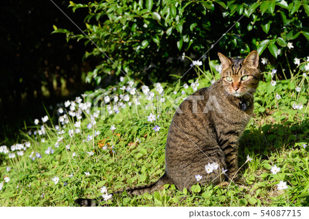 Infeion Bethlehem的星星和貓 Infeion Bethlehem的星星和貓 54087715