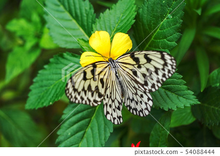 Ogomadara Ogomadara 54088444