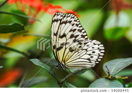 蝴蝶 蝴蝶 54088445