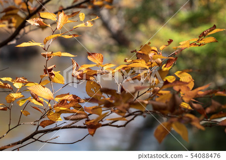 Nikko City Tochigi Prefecture Oku Nikko Autumn leaves (October) Nikko City Tochigi Prefecture Oku Nikko Autumn leaves (October) 54088476