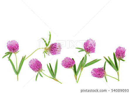 Clover or trefoil flower medicinal herbs isolated on white background with copy space for your text 54089093