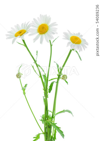one chamomile or daisies with leaves isolated on white background one chamomile or daisies with leaves isolated on white background 54089236