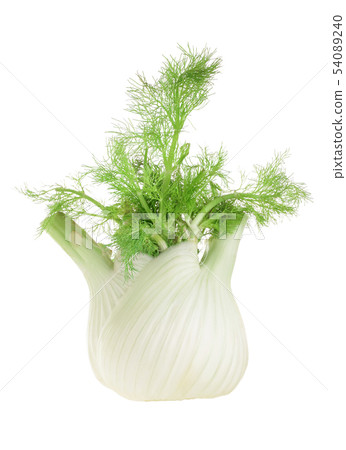 Fennel Bulb. Single fresh fennel bulb with leaves on white background Fennel Bulb. Single fresh fennel bulb with leaves on white background 54089240