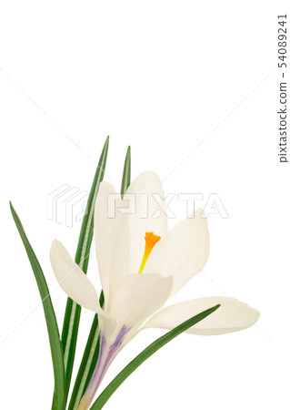 Crocus flower isolated on white background with copy space for your text Crocus flower isolated on white background with copy space for your text 54089241