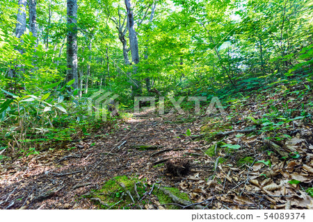 Beech forest and alley 54089374