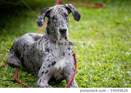 Gray Spotted Great Dane Dog 54089626