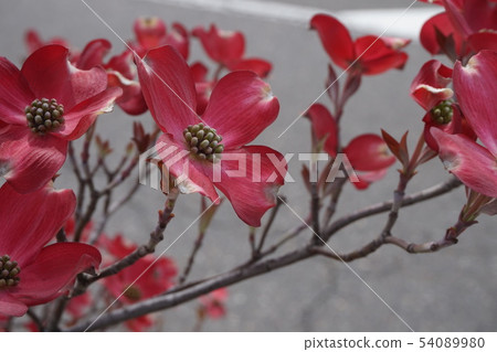Dogwood 54089980