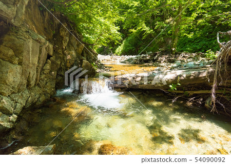 山毛櫸森林流程透明涼快的山小河 54090092