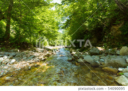 山毛櫸森林流程透明涼快的山小河 54090095