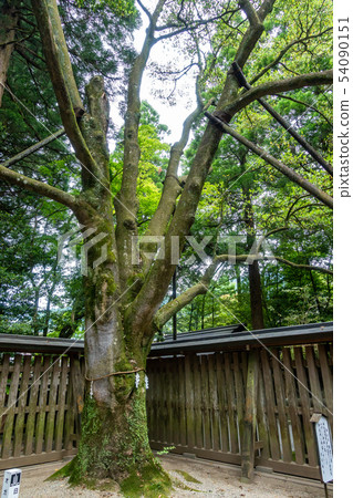 帝國的神神樹 帝國的神神樹 54090151