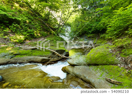 Transparent cool mountain stream of beech forest flow 54090210