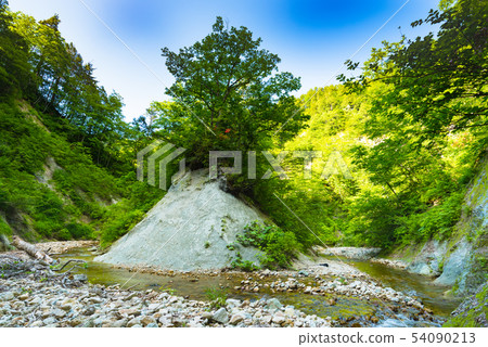 山毛櫸森林流程透明涼快的山小河 山毛櫸森林流程透明涼快的山小河 54090213