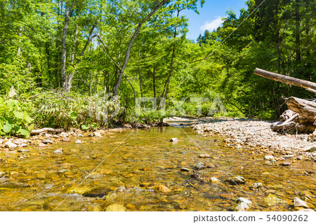 Transparent cool mountain stream of beech forest flow 54090262