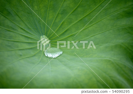 A lotus leaf A lotus leaf 54090295