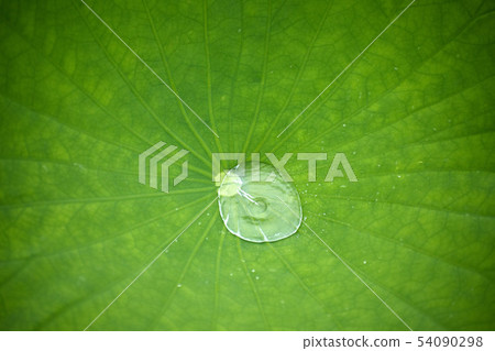 A lotus leaf A lotus leaf 54090298