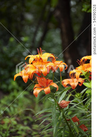 Lily flower Lily flower 54090328