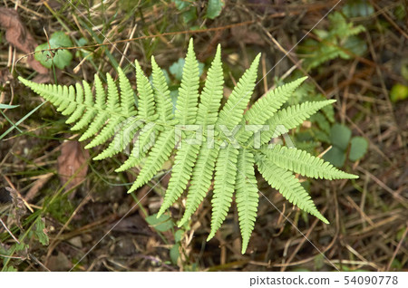 Gobi, Yeongneung, Yeoju-gun, Gyeonggi-do 54090778