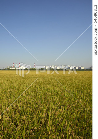 Rice, Middle East, Bucheon, Gyeonggi-do Rice, Middle East, Bucheon, Gyeonggi-do 54090812